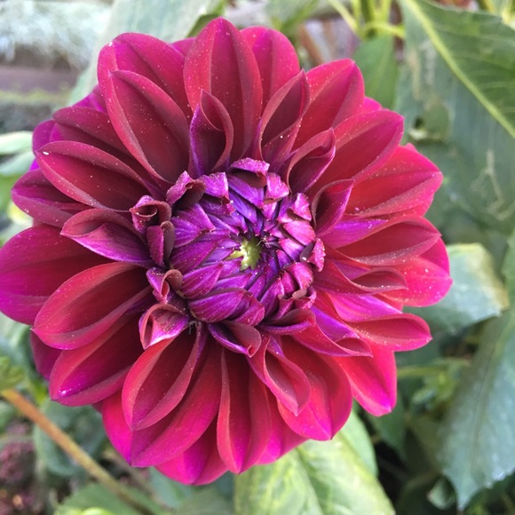 Meet your Posher, Sylvia - Picture 1 of 1